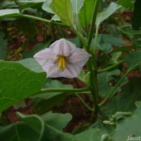 Solanum melongena L.